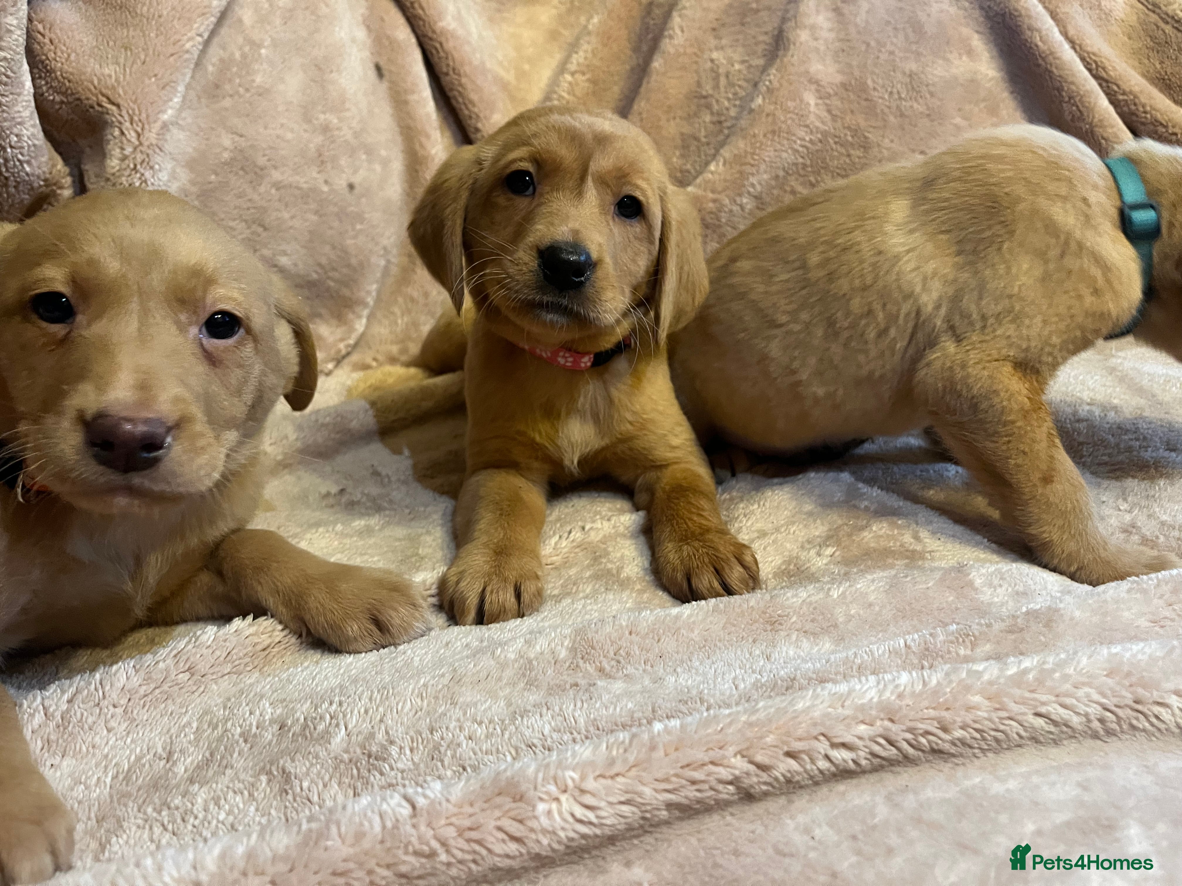 Labrador Retriever dogs Pretty Labrador pups  - Advert 4