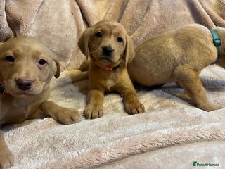 Labrador Retriever dogs Pretty Labrador pups - Advert 4