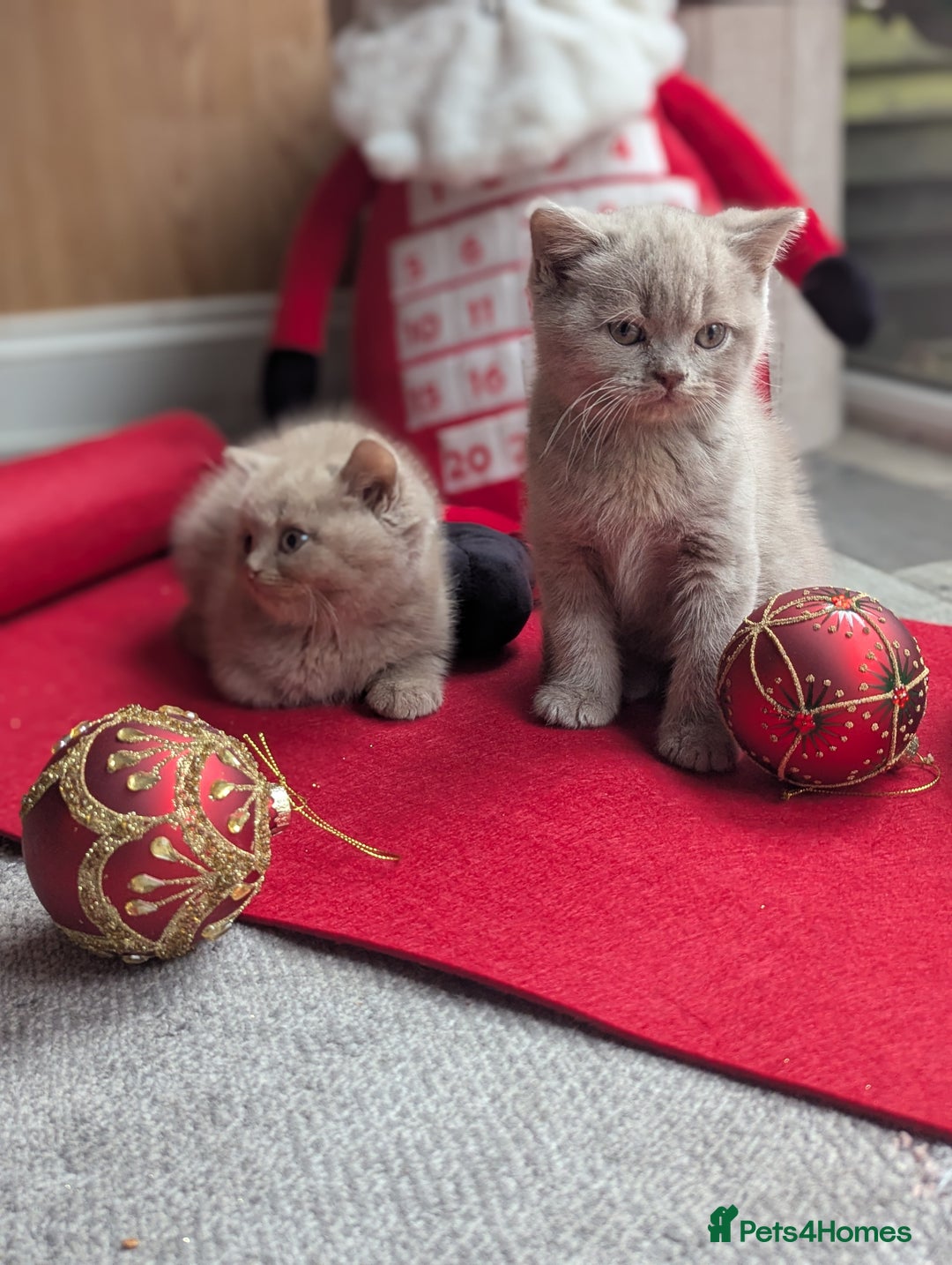 British Shorthair cats for sale: British shorthair  - Advert 1