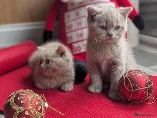 British Shorthair cats British shorthair - Advert 2