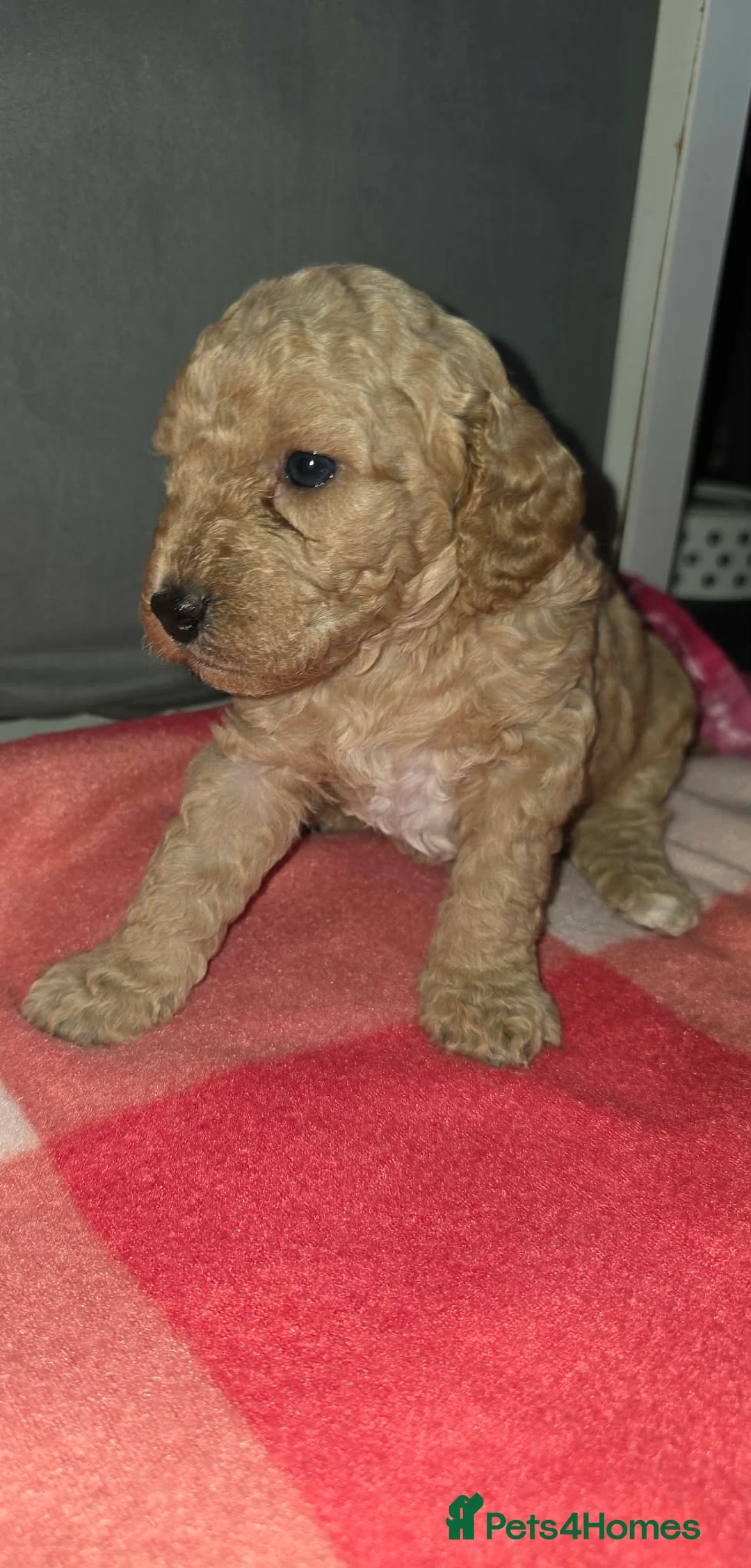 Cockapoo dogs for sale: F1B Cockapoo Puppy’s  - Advert 2