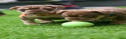 French Bulldog dogs for sale: French bull dog puppies  in Glasgow - Advert 12