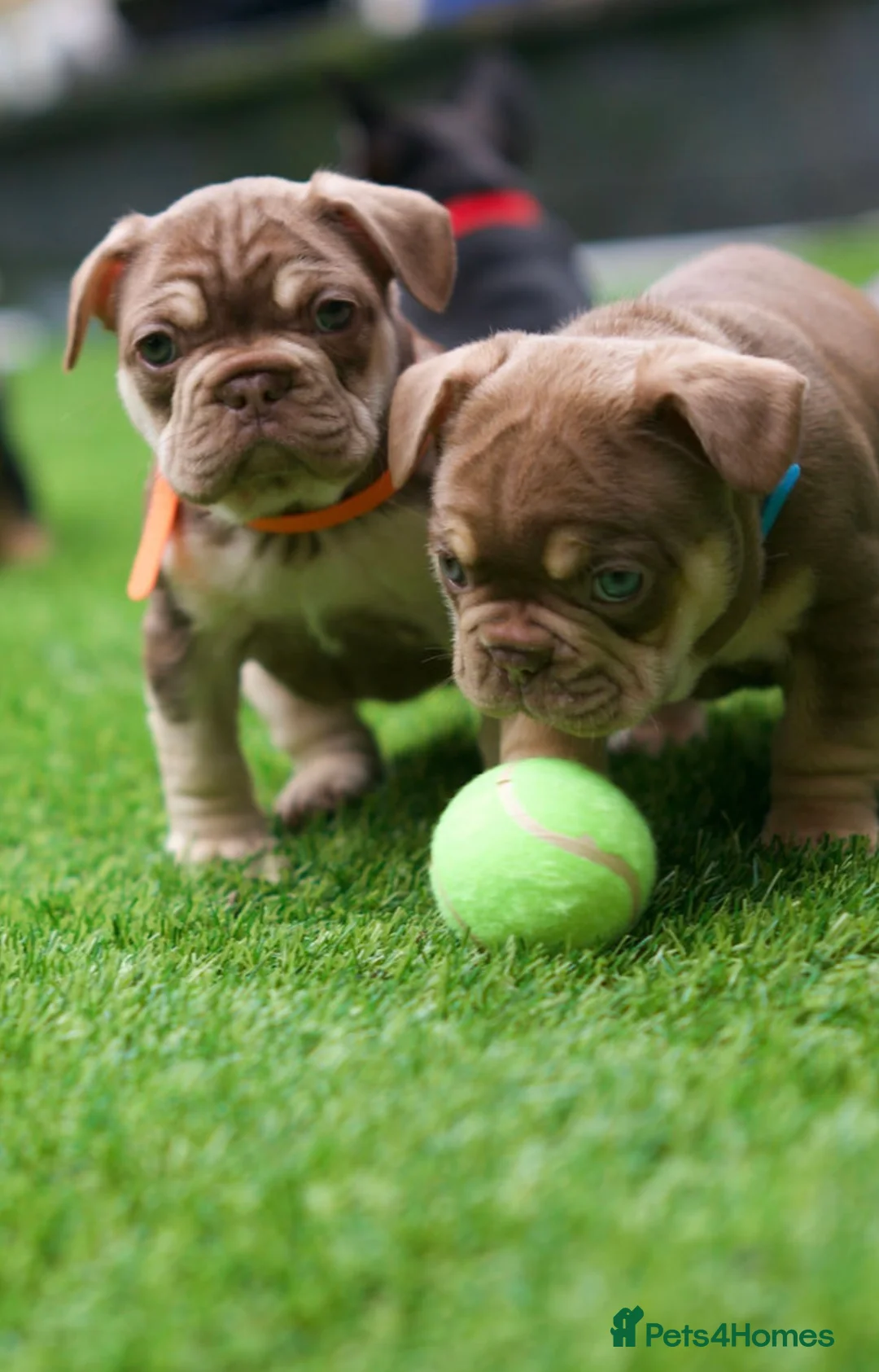 French Bulldog dogs for sale: French bull dog puppies  in Glasgow - Advert 12