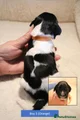 English Springer Spaniel 3