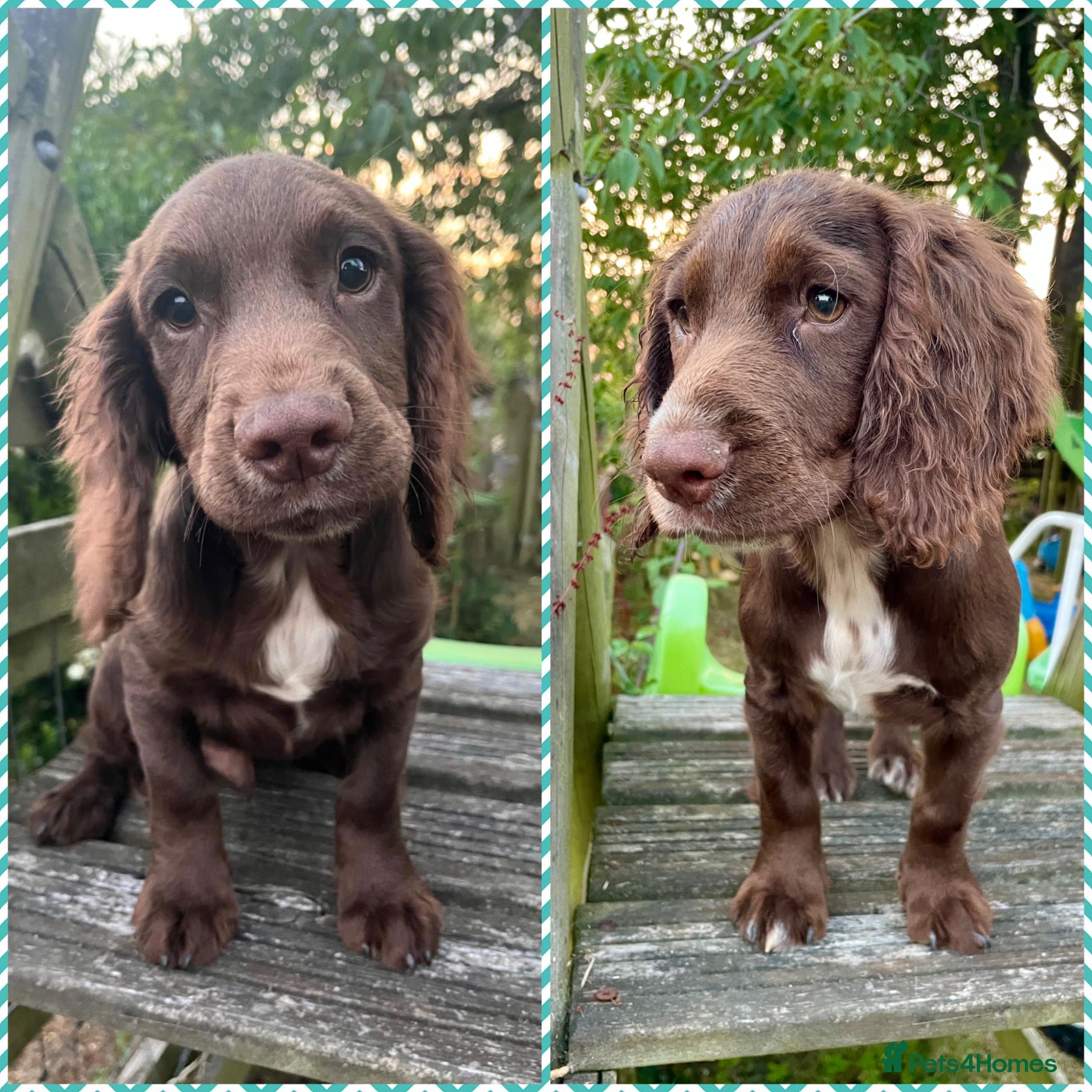 Cocker Spaniel dogs Reavailable due to time wasters. Ready to go!   - Advert 6