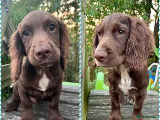 Cocker Spaniel dogs Reavailable due to time wasters. Ready to go! - Advert 6