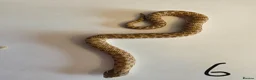 Snake reptiles for sale: Western Hognose Babies - Normal and Axanthics - Advert 10