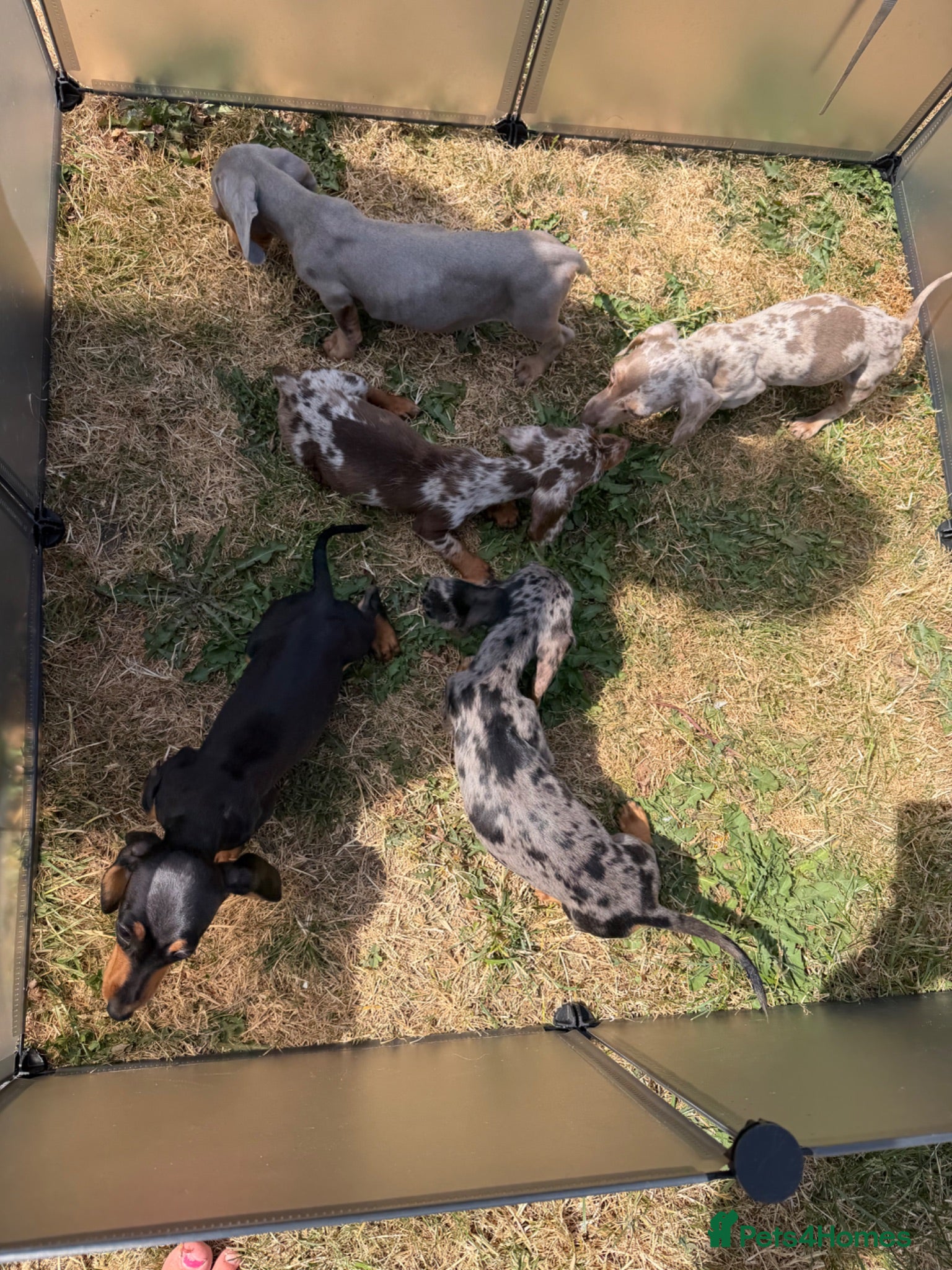 Miniature Dachshund dogs Miniature dachshund puppies  - Advert 2