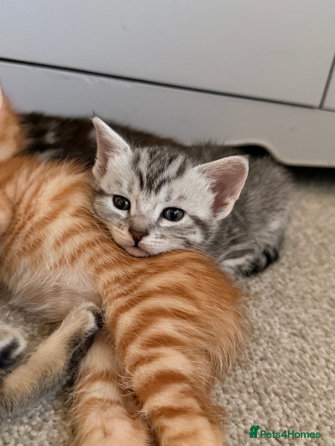 Maine Coon cats for sale: ✨2 Boys and 3 Girls Maine Coon kittens ✨🐾 - Image 15