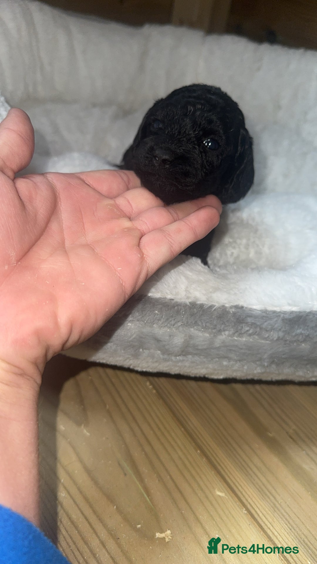 Cockapoo dogs for sale: Toy miniature cockapoo puppy’s  - Image 5