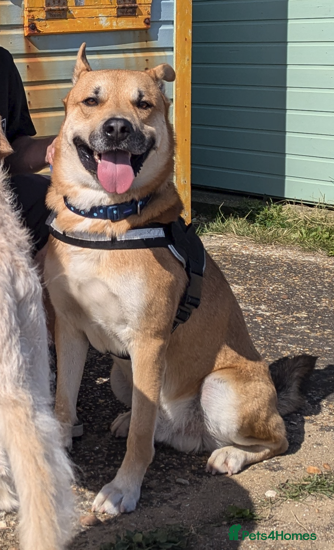 Mixed Breed dogs for sale: Odin. Sweet and beautiful crossbreed boy - Image 25