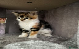 British Longhair cats for sale: Beautiful Fluffy Long-Haired British Tabby Kittens - Image 2
