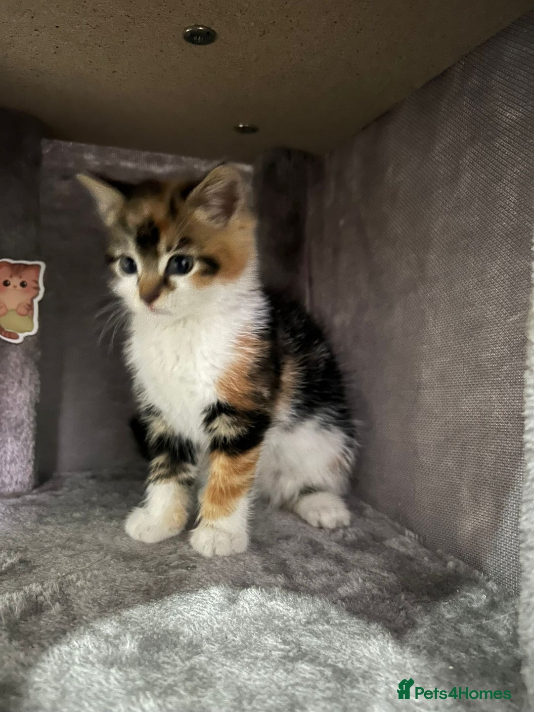 British Longhair cats for sale: Beautiful Fluffy Long-Haired British Tabby Kittens - Image 2