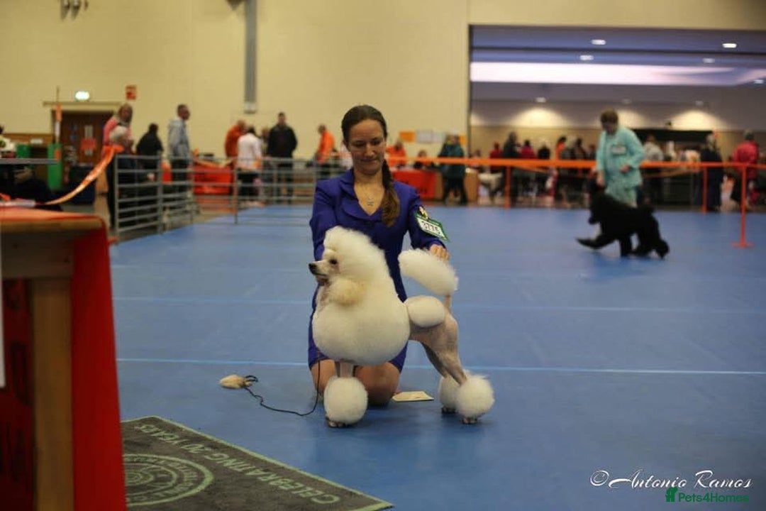 Miniature Poodle dogs for sale: Miniature poodle boy - Image 7