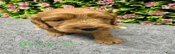 Cockapoo dogs for sale: Beautiful Loving Cockerpoo’s in London - Advert 17