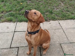 Labrador Retriever dogs in Warminster - Advert 15