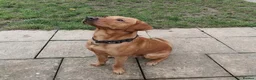 Labrador Retriever dogs for stud: Health Tested KC Fox Red Labrador for Stud in Warminster - Advert 1