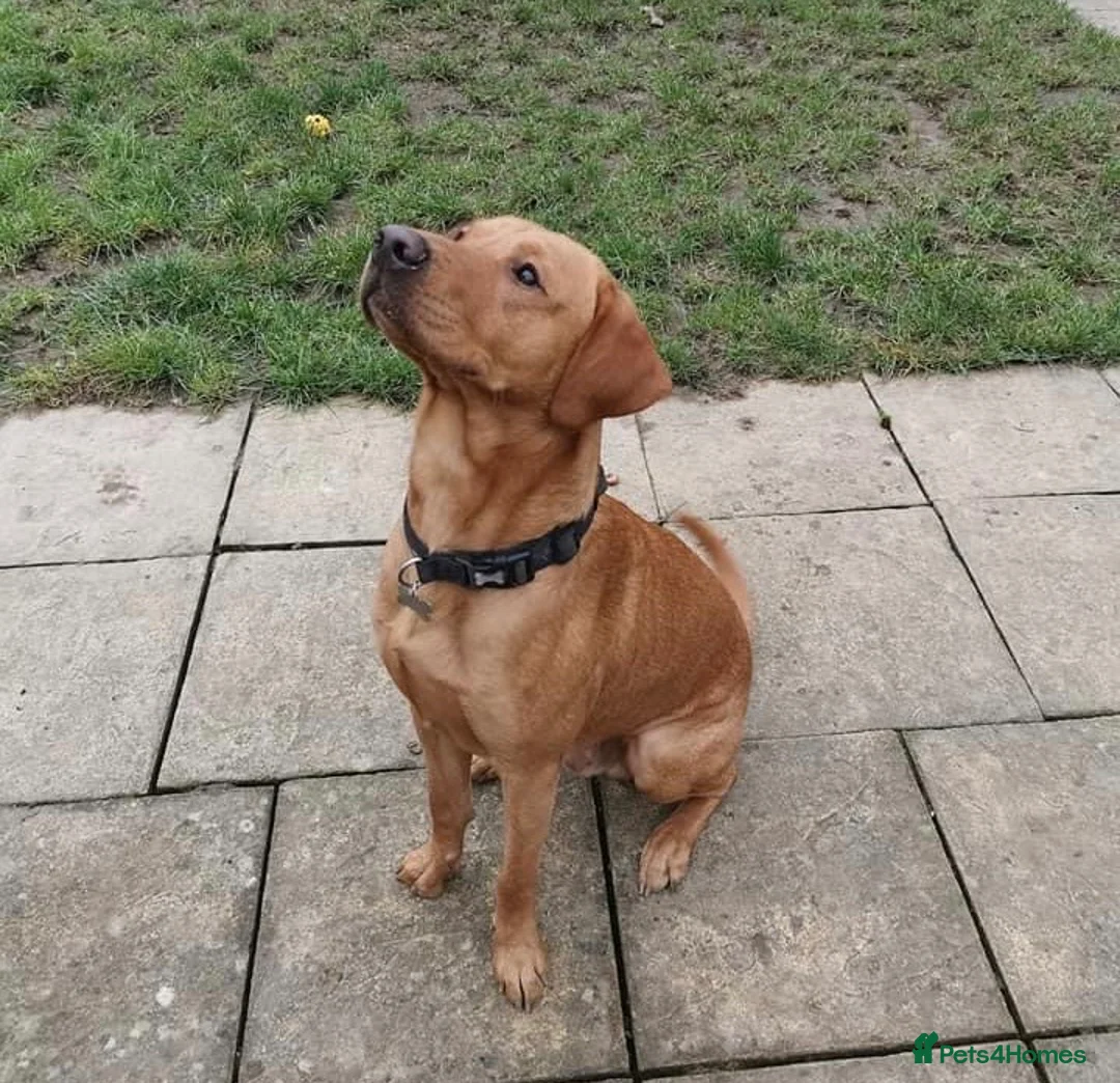 Labrador Retriever dogs for stud: Health Tested KC Fox Red Labrador for Stud in Warminster - Advert 1