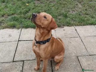 Labrador Retriever dogs Health Tested KC Fox Red Labrador for Stud in Warminster - Advert 10