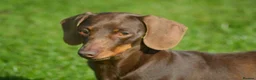 Miniature Dachshund dogs for stud: Top Quality PRA clear male for stud in Southport - Advert 3