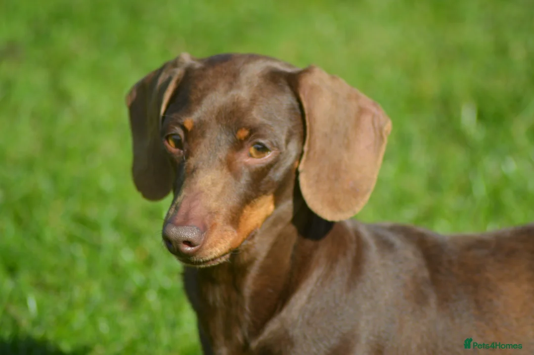 Miniature Dachshund dogs for stud: Top Quality PRA clear male for stud in Southport - Advert 3