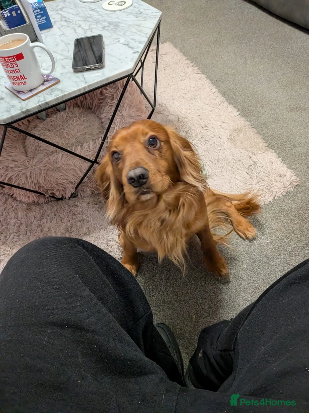 Cocker Spaniel dogs for sale: Cocker spaniels - Advert 2