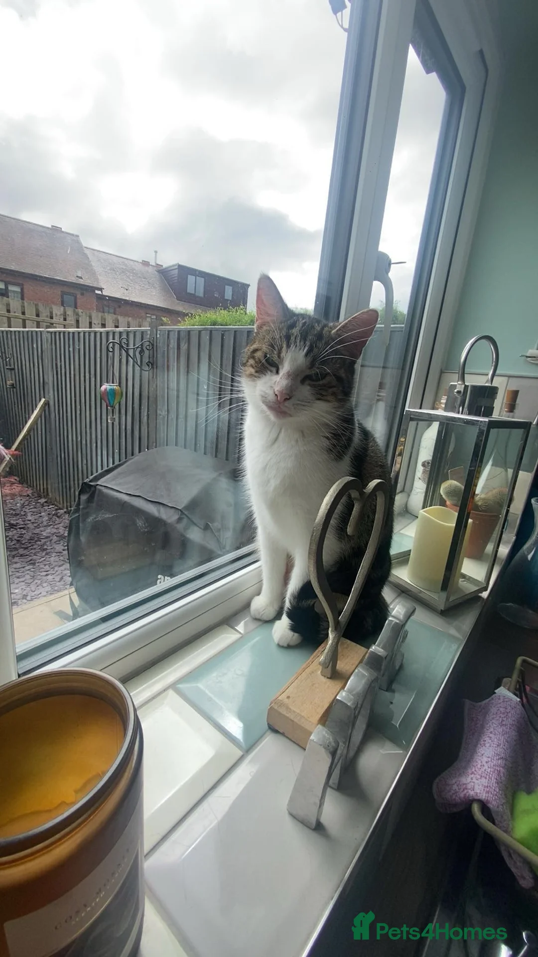 Domestic Shorthair cats for sale: cat for rehoming in Craven Arms - Advert 1