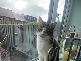 Domestic Shorthair cats cat for rehoming - Advert 4