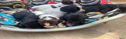 Cocker Spaniel dogs for sale: Working cocker spaniel puppy’s  in Waterlooville - Advert 5