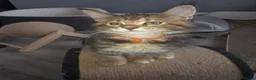 Maine Coon cats for sale: Beautiful purebred Main Coons kittens for sale  - Advert 13