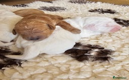 Australian Labradoodle dogs for sale: STUNNING FULLY HEALTH TESTED PUPPIES 🌟🐾 - Image 29