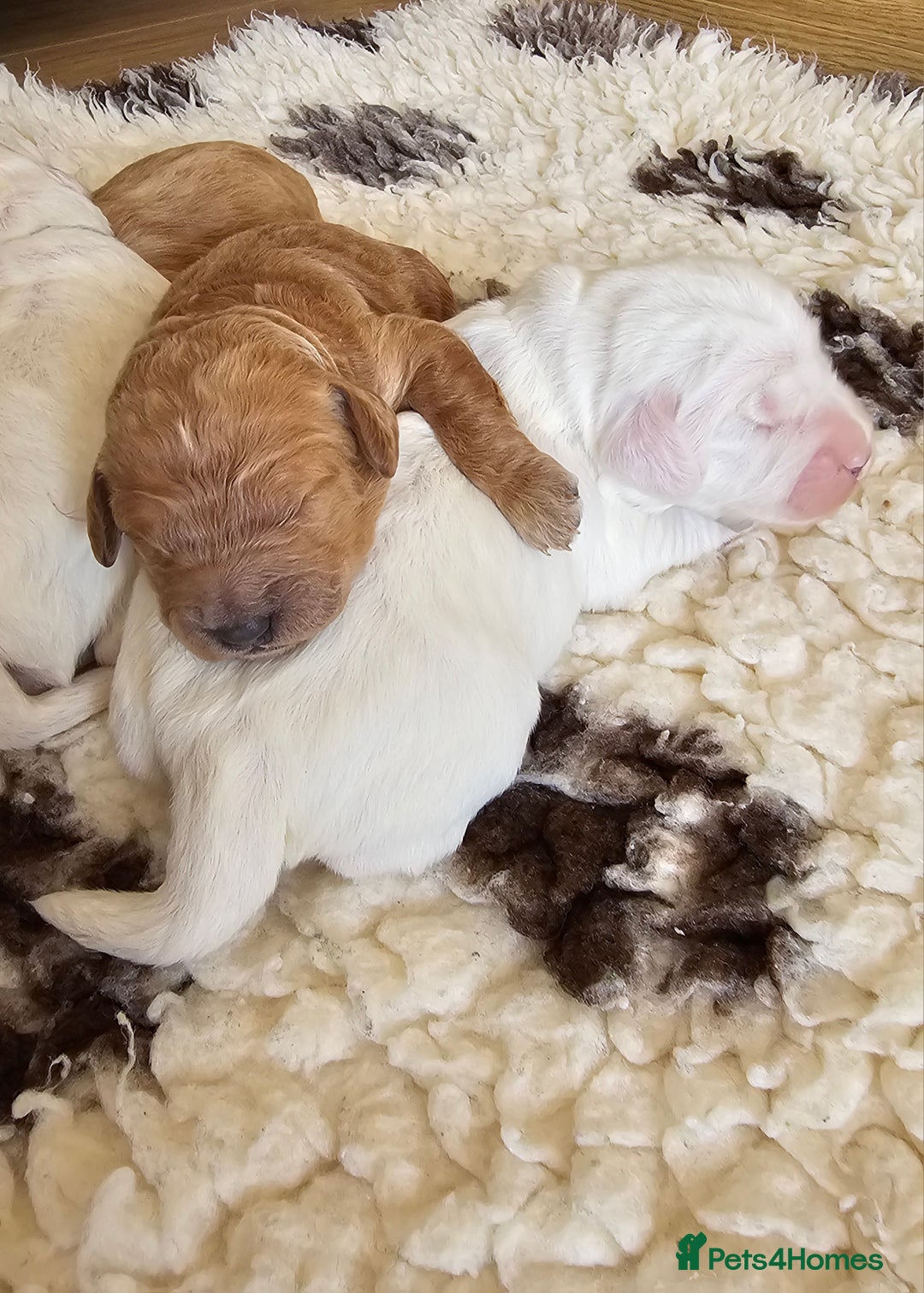 Australian Labradoodle dogs for sale: STUNNING FULLY HEALTH TESTED PUPPIES 🌟🐾 - Image 29
