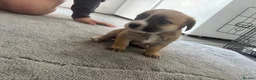 Mixed Breed dogs for sale: Jack Shih  - Advert 10