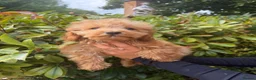 Cockapoo dogs for sale: Stunning toy F1 cockapoo    - Advert 4