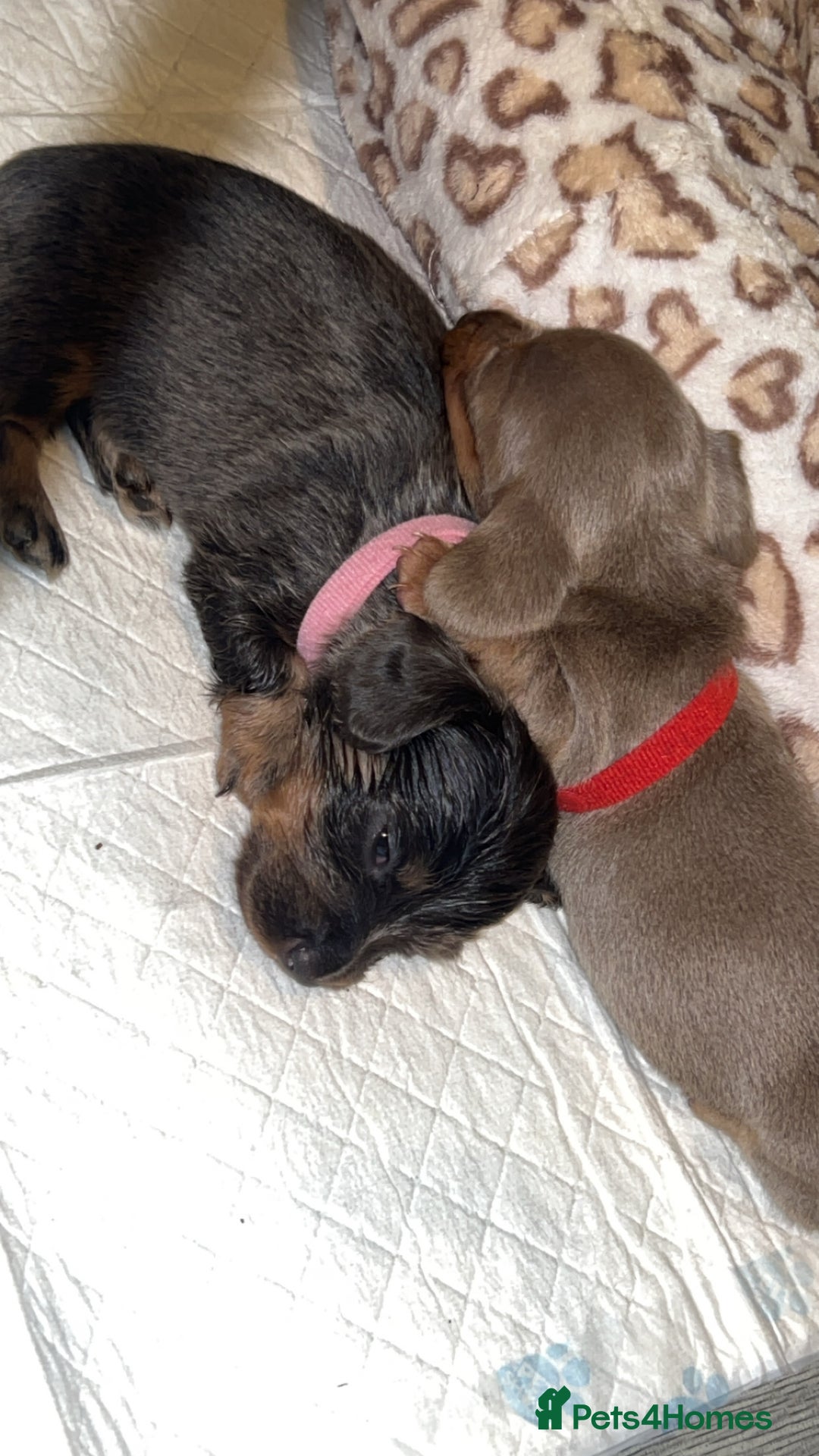 Miniature Dachshund dogs for sale: Mini dachshunds 💚🫶🏻 ready 24th December 🎄🎄 - Advert 1