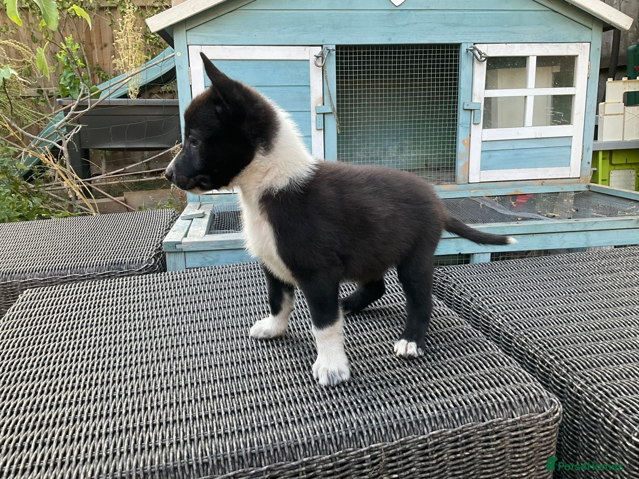 Mixed Breed dogs 🐾 Beautiful Shollie puppies - Advert 2