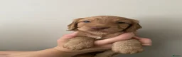 Cocker Spaniel dogs for sale: Working cocker spaniel puppies in Blackpool - Advert 11