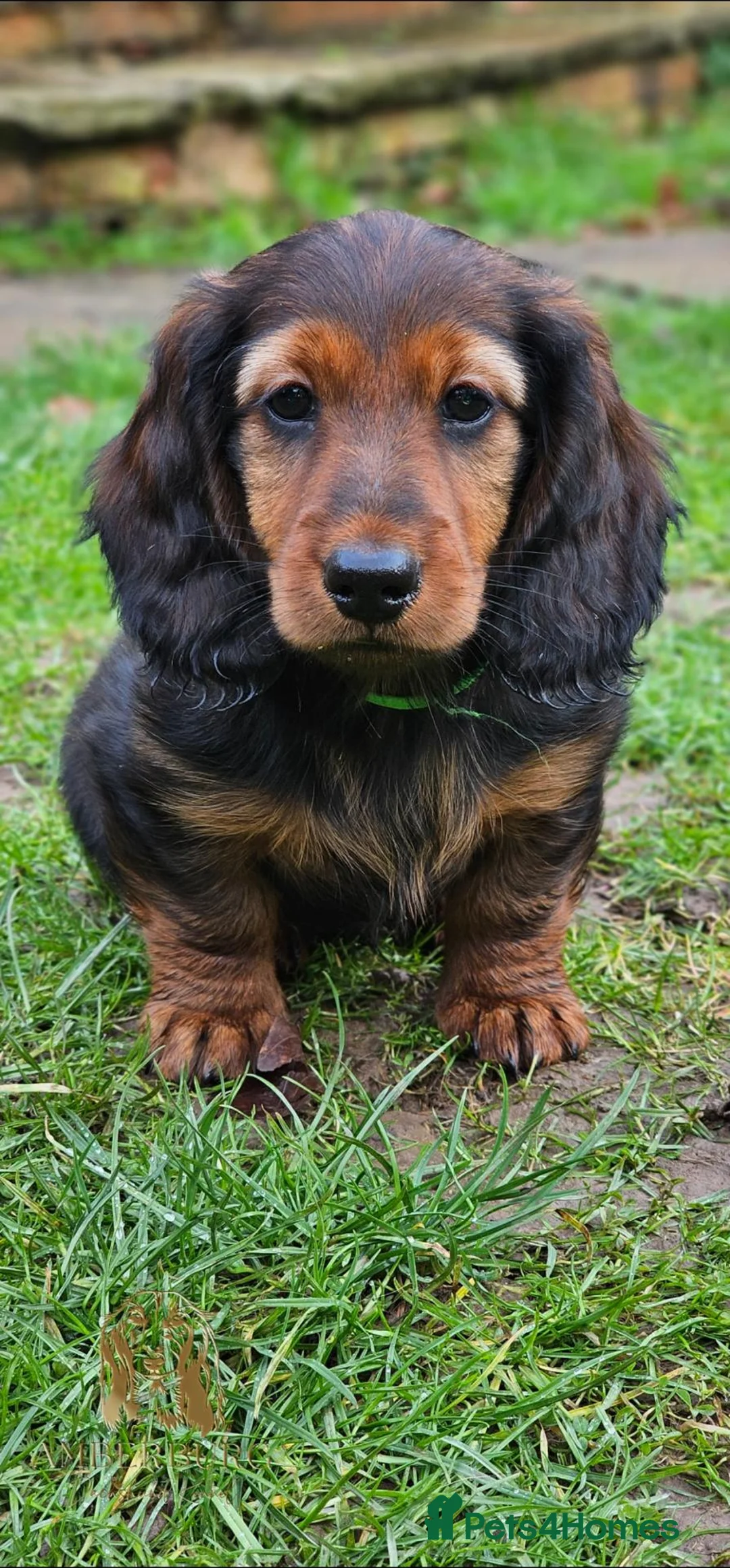 Miniature Dachshund dogs for stud: Miniature Dachshund  - Advert 18