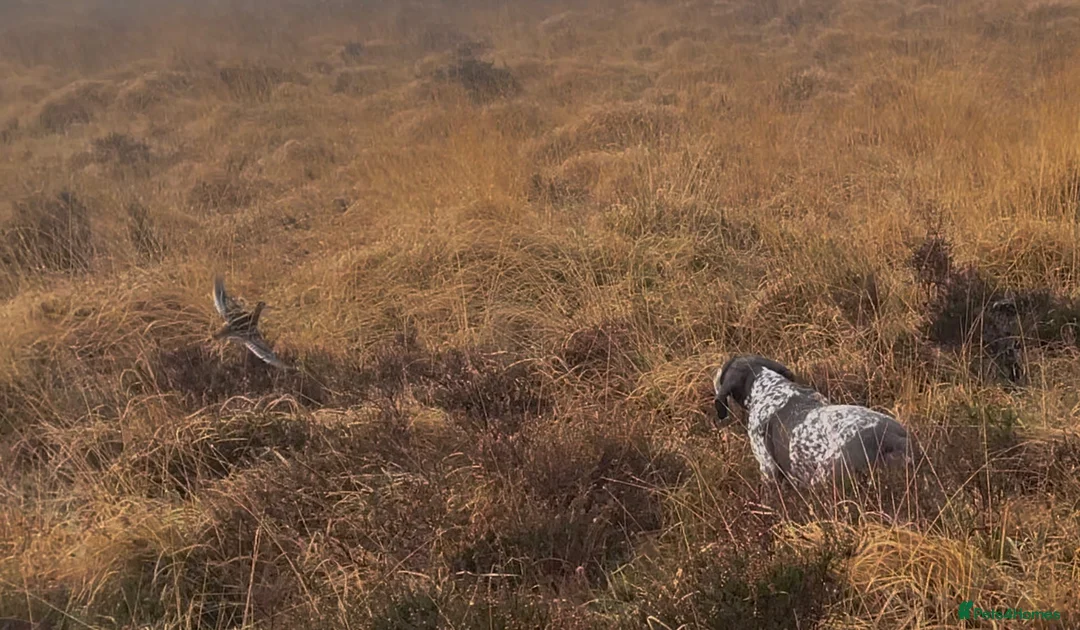 German Shorthaired Pointer dogs for sale: Choice of two sisters  - Advert 2