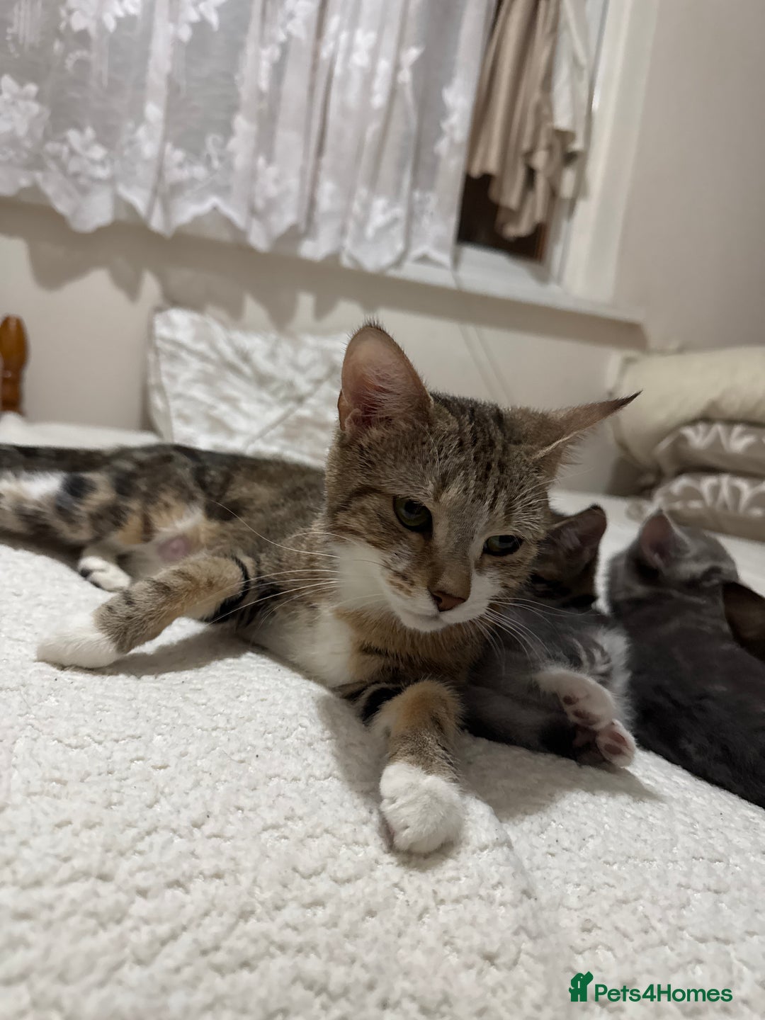 Mixed Breed cats for sale: kittens - Advert 3