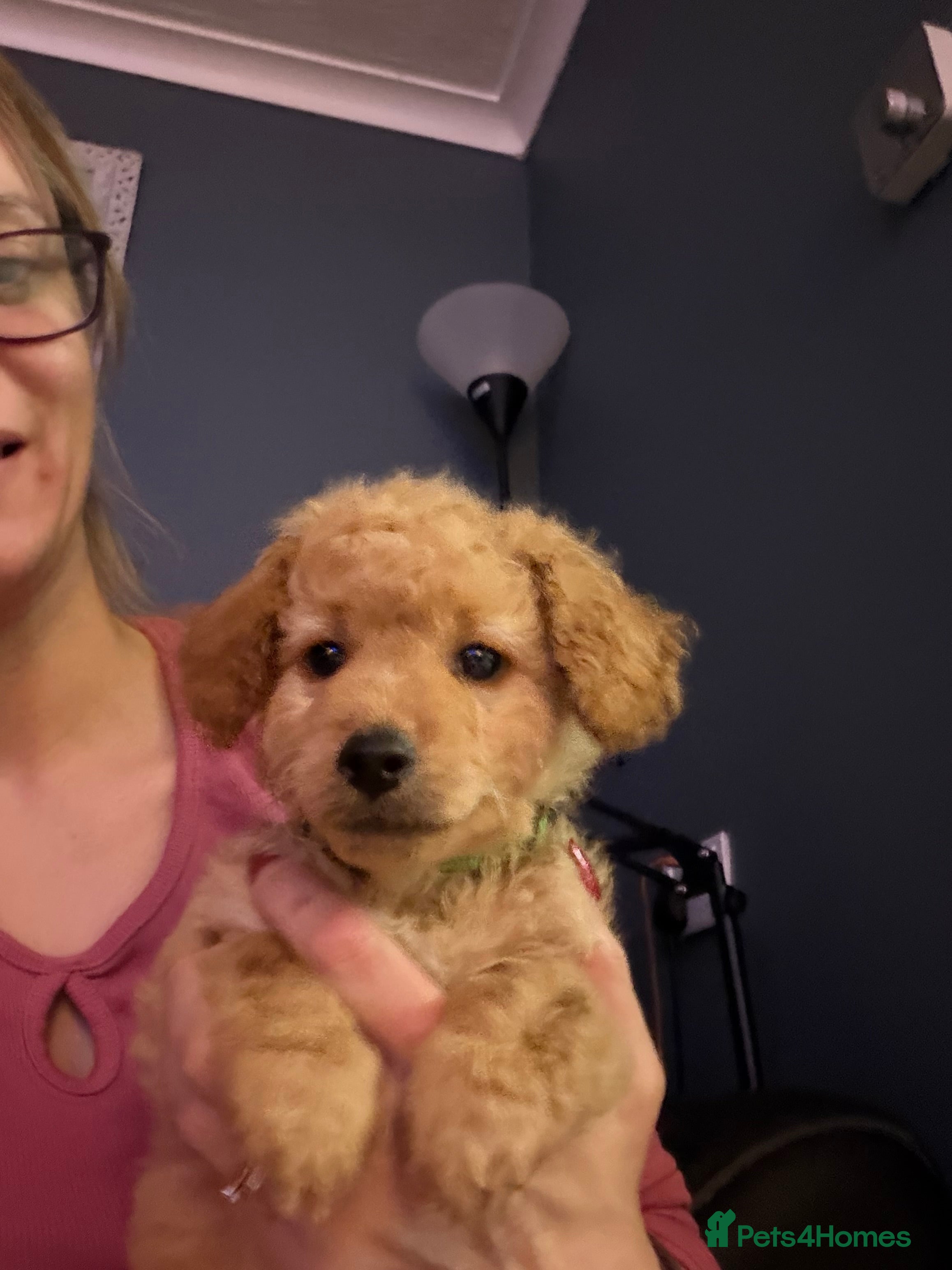 Labradoodle dogs This little guy still looking for his forever home - Advert 1