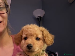 Labradoodle dogs This little guy still looking for his forever home - Advert 3