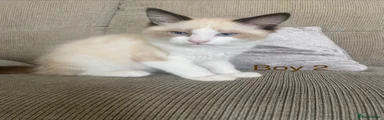 Ragdoll 2