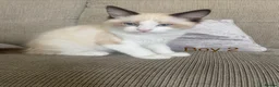 Ragdoll cats for sale: Ragdoll Kittens - Advert 6