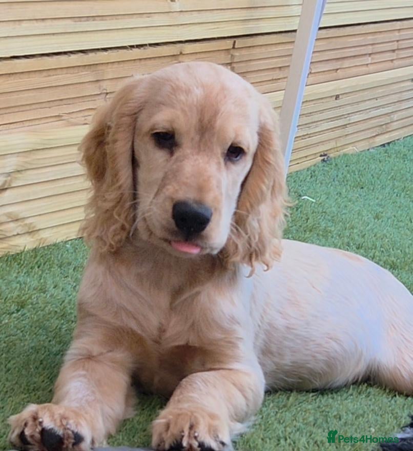 Cockapoo dogs COCKER SPANIEL only two boys left - Advert 1