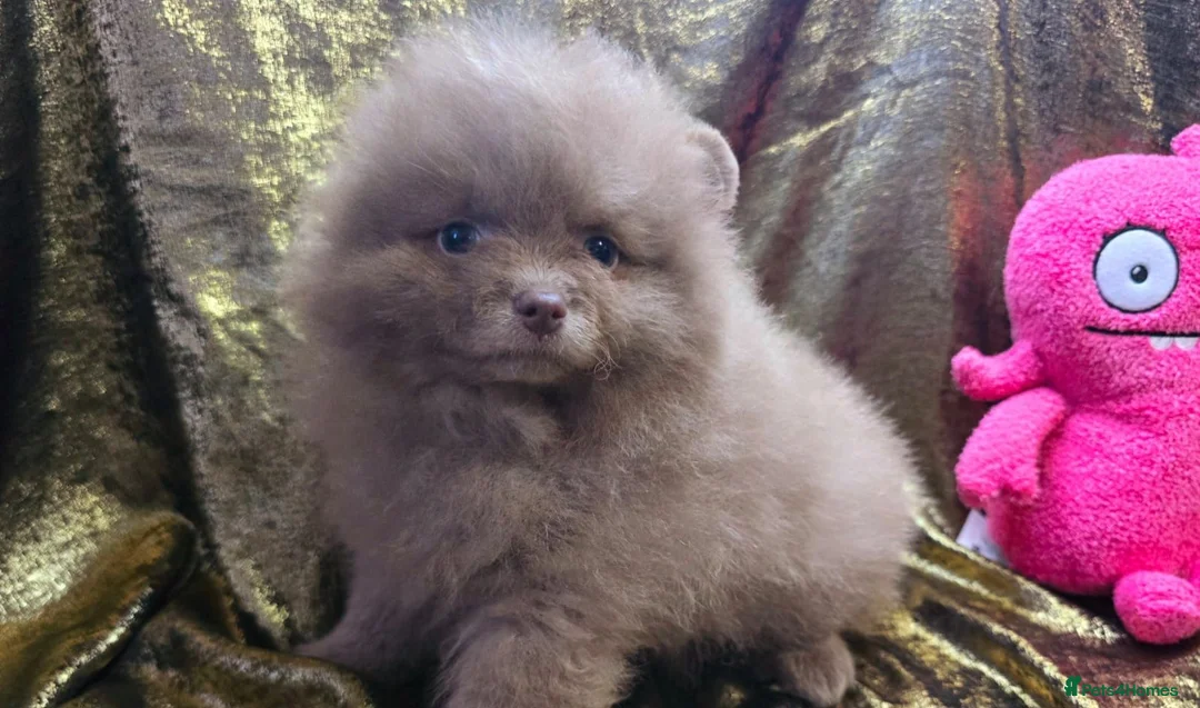 Pomeranian dogs for sale: Merle chocolate blue beaver blue eye puppies - Advert 18