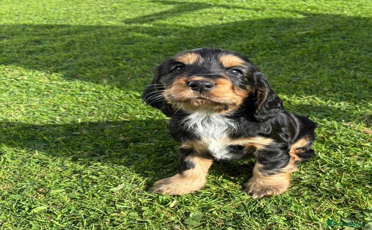 Cocker Spaniel dogs - Advert 7