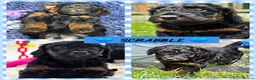 Cockapoo dogs for sale: Health Tested F1b Cockapoo Puppies - Advert 17