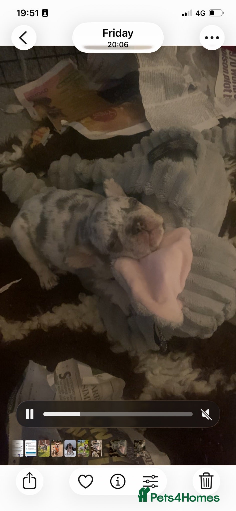 French Bulldog dogs Stunning healthy French bulldog pups - Advert 18