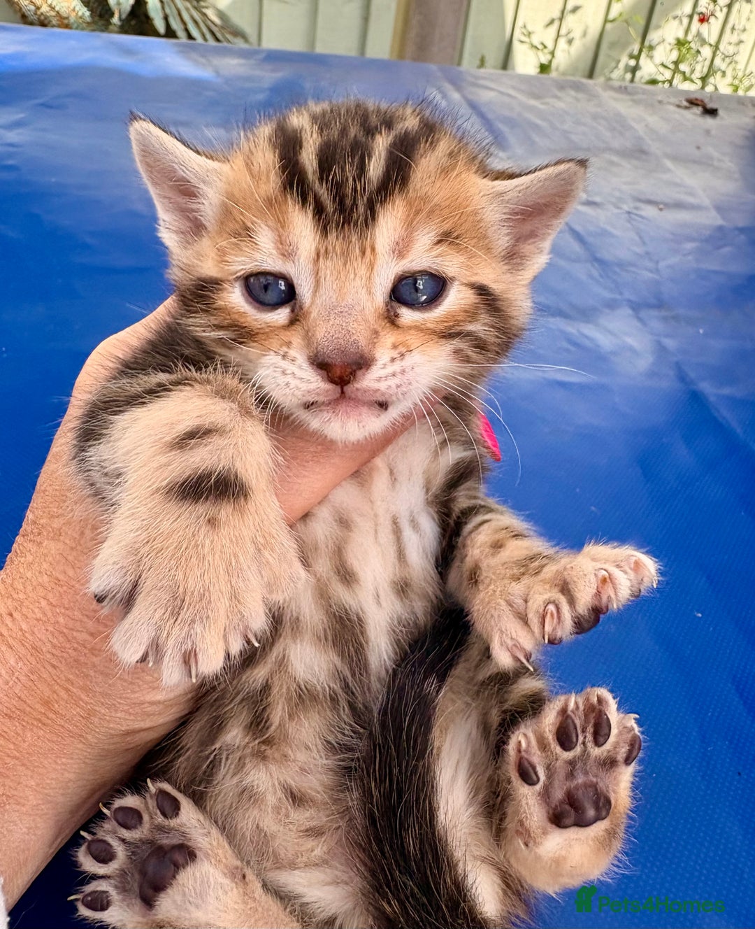 Keetso cats for sale: Stunning golden keetsos  - Image 27
